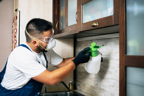 Wasp Removal Services in Gaylord, MI