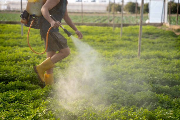Wasp Removal Services in Gaylord, MI