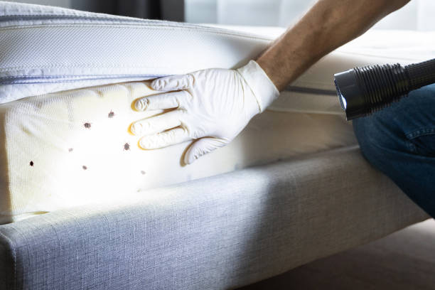 Best Ant Control Services  in Gaylord, MI