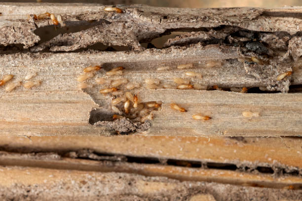 Best Emergency Pest Control  in Gaylord, MI